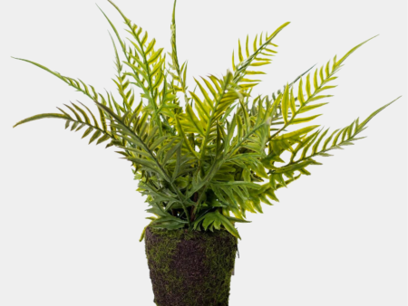 10” Drop In Fern Plant Online